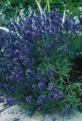 Picture of Lavandula - Munstead Dwarf